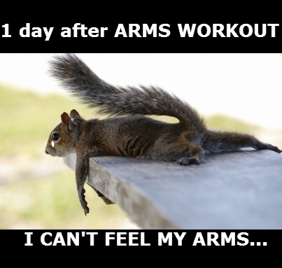 arms-squirrel1.jpg
